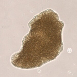 Microcystis panniformis
